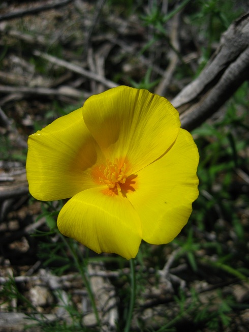 Arizona Poppy